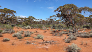 Gold Detecting for Seniors: Exploring Australias Riches with a Modern Twist